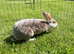 Mini Rex girl