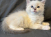 Last male / crisp white/ lilac/..seal ragdoll kittens
