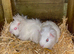 BABY MALE GUINEA PIGS