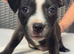 Staffordshire bull terrier puppies