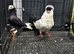 Pigeons for sale