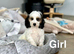 Bambi gorgeous litter of girls and boys