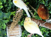 Diffrent canaries