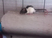 3 Male adorable rats 2 Dumbo 1 regular.