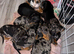 Miniature Dachshund Puppies – Ready For Their Forever Homes!