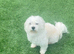 Maltese Dog Available for Stud