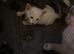 Siamese kitten