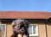 Stunning long coated chihuahua puppies