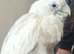 Cockatoo 15 weeks old supper tame female dna