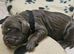 Working cocker spaniel puppies