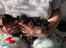 Adorable Yorkshire Terrier puppies.