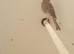 Canary raza