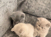 Pure British shorthair kittens