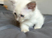 The most beautiful tiny legs muchkin
