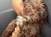 Cockapoo x Shitzu