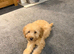 11 weeks old miniature labradoodle ready now for the forever home