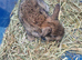 2mini lop rabbits for sale