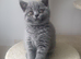 Pedigree british shorthairs