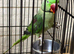 Baby Alexandrine parrot