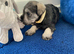 Adorable Mini Schnauzer pups - KC reg 5* Licensed Boys/Girls