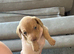 Miniature dachshund