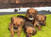 Patterdale pups