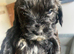 Puppies for sale