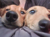 Dachshund famale
