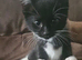 10 week old kittens