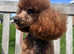KC Toy Poodle