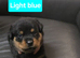 STUNNING LARGE ROTTWEILER PUPPIES – 6 GIRLS & 5 BOYS