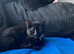 Calico female kitten