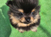 Pomerainium puppies for sale small type