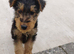 Airedale Terrier- last female remaining.