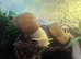 Giant African land snails