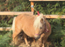31” mini Shetland mare