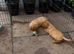 Labrador puppies