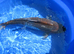 Koi Carp Ochiba Shigure Japanese Bred