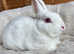 REW male Netherland dwarf