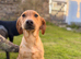 Lovely litter of Labradors