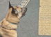 German Shepherd x Belgian Malinois Brothers Looking For Their Forever Home
