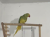 Indian Ringneck Rare Colour 5-6 Months Old