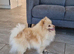 Tiny Pomeranian puppies teddy bear face. White girls and boys