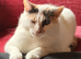 Beautiful Calico girl