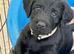 Labraguese Puppies for sale