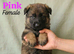 German Shepherd Puppies- Outstanding Quality & Loyal Companions