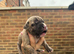 Beautiful mixed breed pups