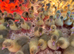 EMBDEN / TOULOUSE GOOSE HATCHING EGGS X 4
