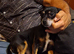 Beautiful male chihuahua