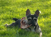 Special french bull dog girl